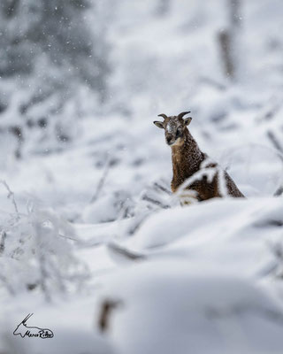 Gehörntes Muffelschaf, Veröffentlicht am 21.01.2024
