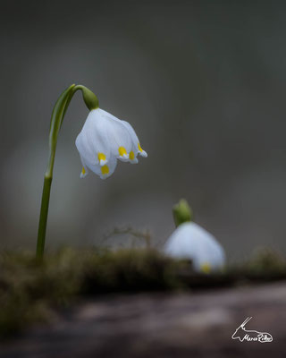 Märzenbecher, Veröffentlicht am 08.03.2024