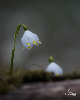 Märzenbecher, Veröffentlicht am 08.03.2024