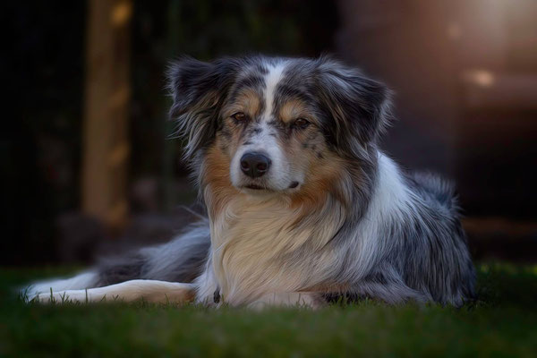 Behandlungspreise hundephysiotherapiemarxs Webseite!
