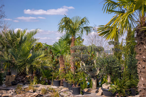 palme,kaufen,auswahl,groß,klein,trachycarpus,hanfpalme,honigpalme,geleepalme,pflanzen,tipps,lieferung,winter,winterschutz,stammhöhe