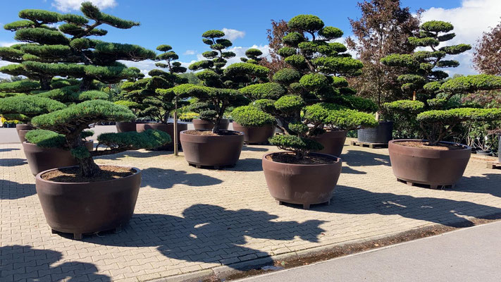 großer bonsai für garten kaufen, wuerburg, lieferung, einpflanzen