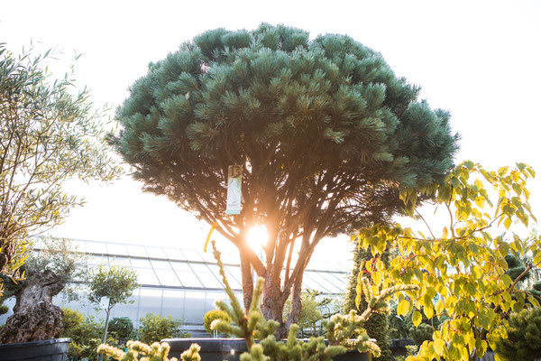 bonsai kaufen wuerzburg, Lieferung, Versand, deutschland, weit, spedition, günstig