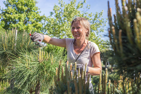Bonsai, Pflege, Schneiden, Austriebe, Tipps, Baumschule, Gaertner, Gaertnerei, kaufen, exklsuiv, Auswahl