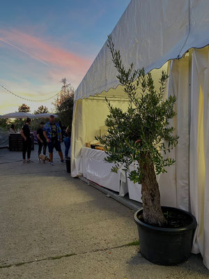 palmen,oliven,zitronen, baum, mieten, wuerzburg,gärtnerei, messeplaner, fest, veranstaltung,weinfest,weinamstein,weingut