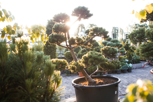 gartenbonsai, baumschule, umgebung, nähe, wuerzburg, franken, mainfranken,bayern, unterfranken, region, 