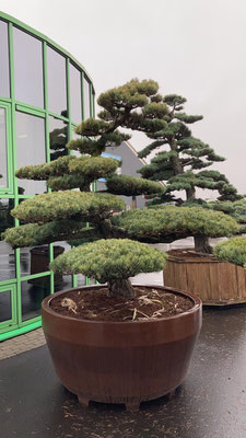 exklusiven bonsai kaufen, nadelbaum, juniperus, wacholder, sammlerstueck, einzelstueck, baumschule, bayern, sueddeutschland, umgebung