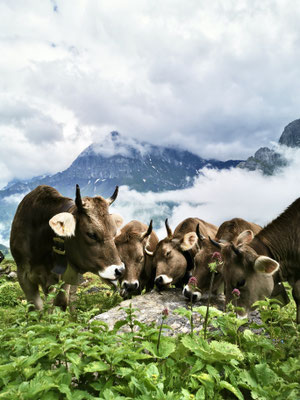 Am Gläckstein (Foto von Armin Zurfluh) von GUSTI ZURFLUH aus Isenthal/UR