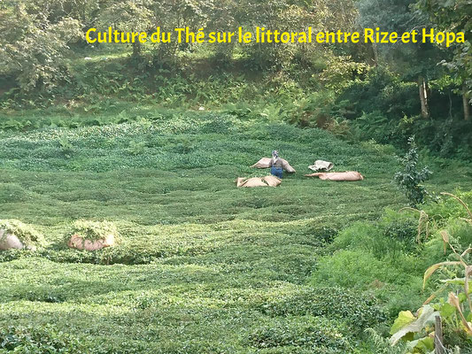 Culture du thé