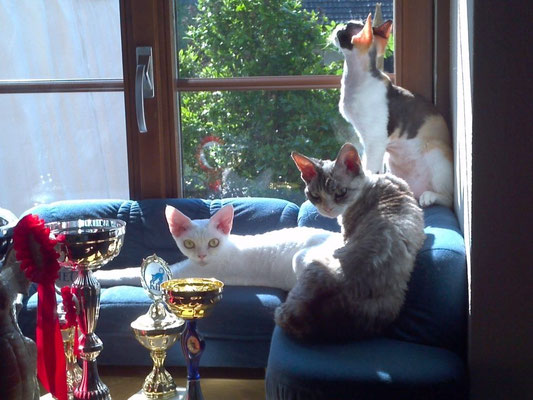 Rex runner's cattery