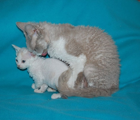 Dorraine du Caramy et son bb