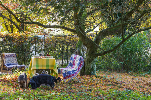 Hunde unter derm Alten Ahorn - Garten Altes Forstamt im Teutoburger Wald