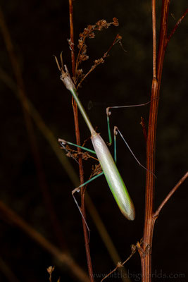 Empusa hedenborgii, 