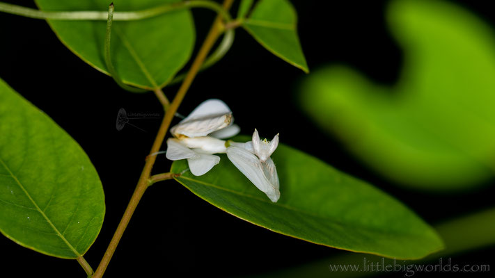 Hymenopus coronatus, Thailand