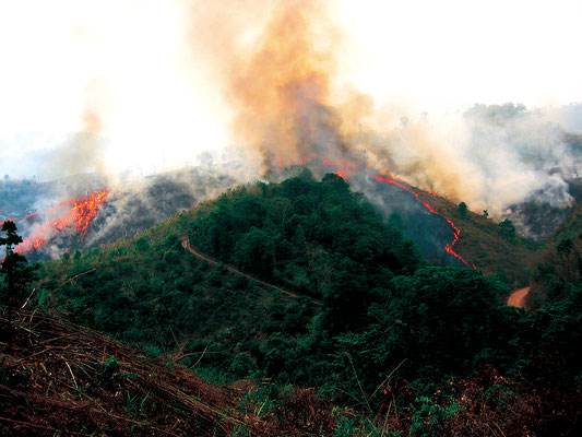 焼畑地における火入れの様子 （タイ、撮影：中村信介、撮影年：2006年）
