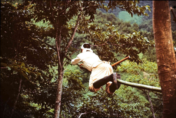 キオロシ（枝打ち）の際に木から木に渡る住民 （熊本県五木村、撮影：佐々木高明、撮影年：1960 年）