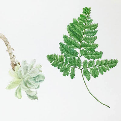 植物絵図　多肉とシノブ　　Watercolor. 2016