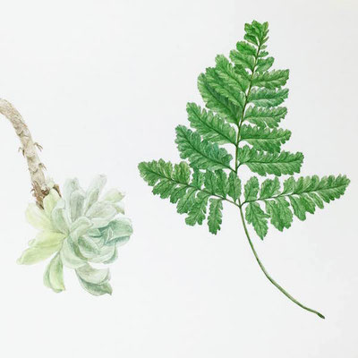 植物絵図　多肉とシノブ　　Watercolor. 2016