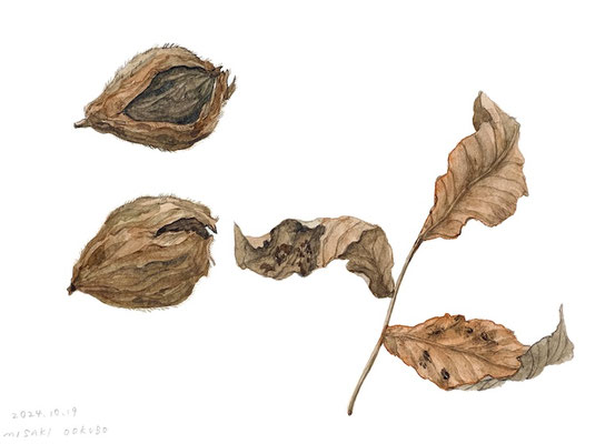 山形県飯豊町中津川　道端の鬼胡桃　Watercolor.  2024.    Private collection.
