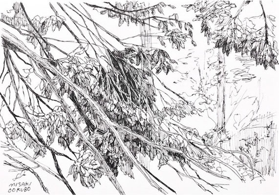 高尾　倒木が道を塞ぐ　2018.  Ink on paper. 