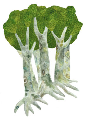 「歩く木」　Watercolor.    2025　