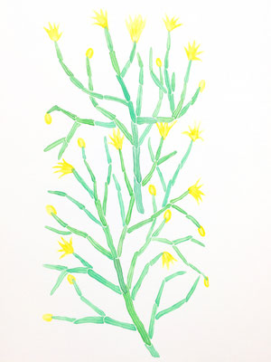 「黄色い花」　Watercolor. 2015　Private collection.