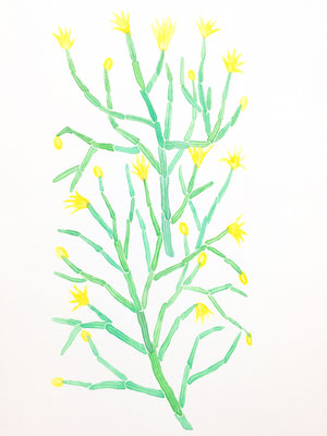 「黄色い花」　Watercolor. 2015　Private collection.