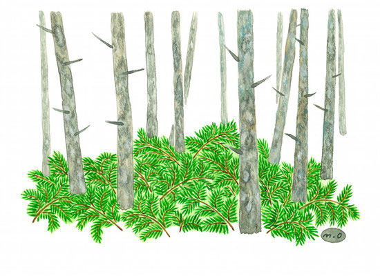 「サハリンの森・夏」　Watercolor.    2020　Private collection.
