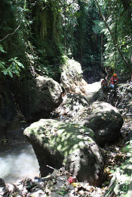 Ubud - Affenwald