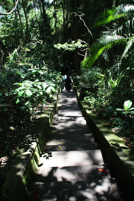 Ubud - Affenwald