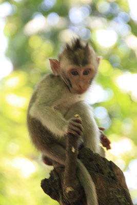 Ubud - Affenwald
