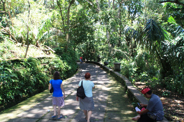 Ubud - Affenwald