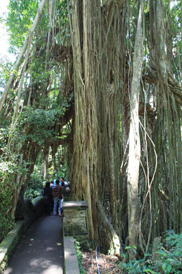Ubud - Affenwald