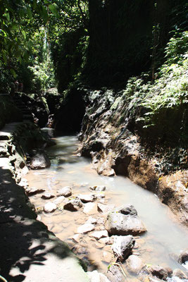 Ubud - Affenwald