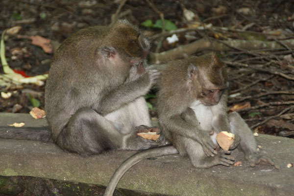 Ubud - Affenwald