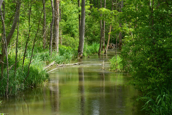 Foto: R. Wittmann -Donau-Auen