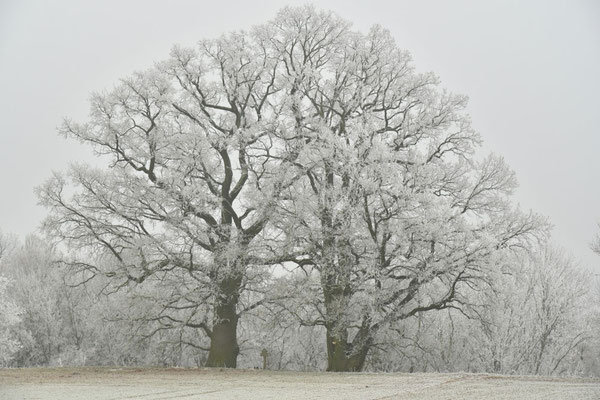 Eichen am Hohenlohberg