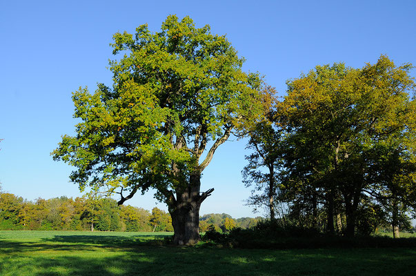 1000-jährige Eiche im Gerolfinger Eichenwald