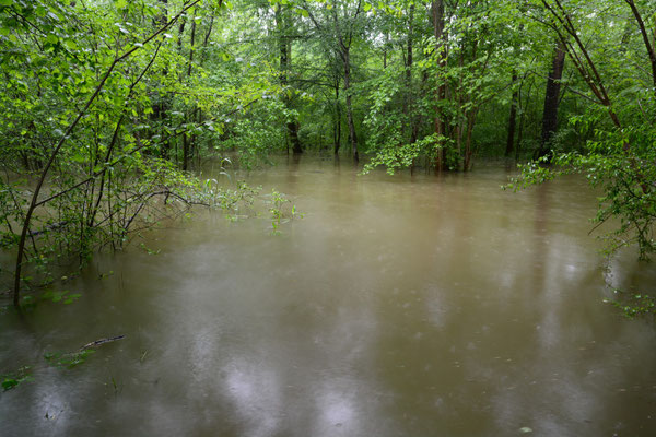 Foto: R. Wittmann -Donau-Auen