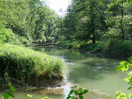Foto: R. Wittmann -Donau-Auen