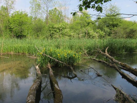 Foto: R. Wittmann -Donau-Auen