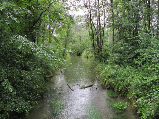 Foto: R. Wittmann -Donau-Auen