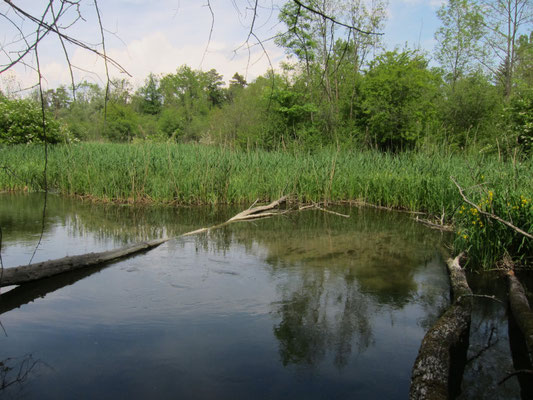 Foto: R. Wittmann -Donau-Auen