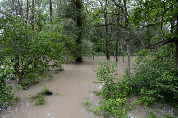 Foto: R. Wittmann -Donau-Auen