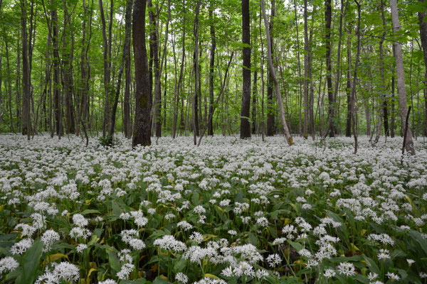 Foto: R. Wittmann - Bärlauchblüte