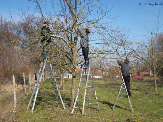 Streuobstwiese bei Zuchering