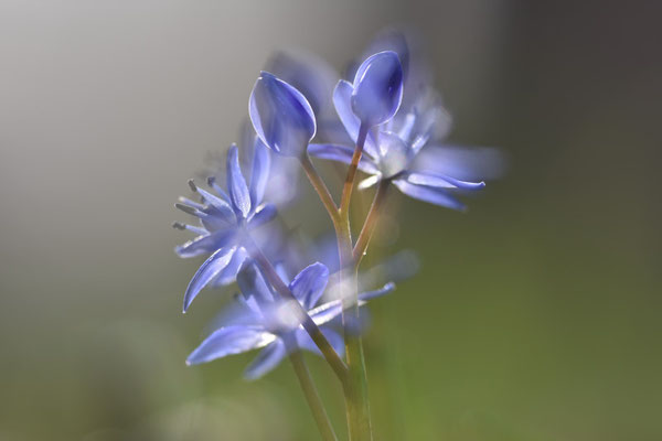 Foto: R. Wittmann -Blaustern