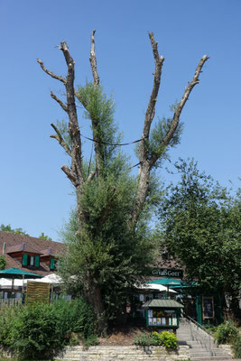 Weide, typischer Biotop- oder Habitatbaum mit Lebensstätten für Vögel, Fledermäuse um Insekten
