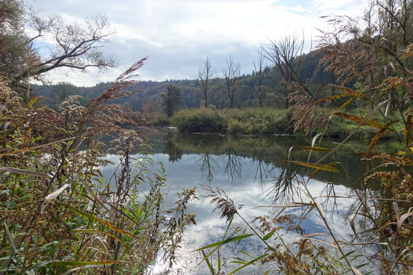 Foto: R. Wittmann -Donau-Auen