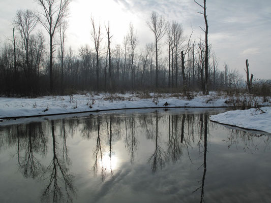 Foto: R. Wittmann -Donau-Auen